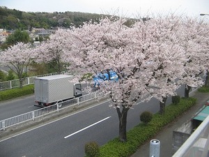 八王子桜.jpg