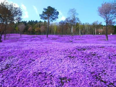 芝桜.jpg