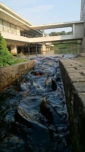 毎日暑いですが、たまには公園でも。