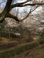 千葉の桜