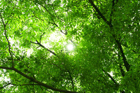 tree_woods_beiz_jp_S02456.jpg