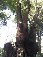 来宮神社