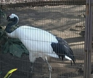 鳥３.JPG