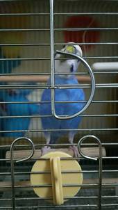 見た目でわかる！？インコの感情