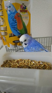 目線で訴えかけてくるインコ