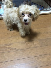 我が家の愛犬